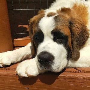 Meet your Posher, Gunner